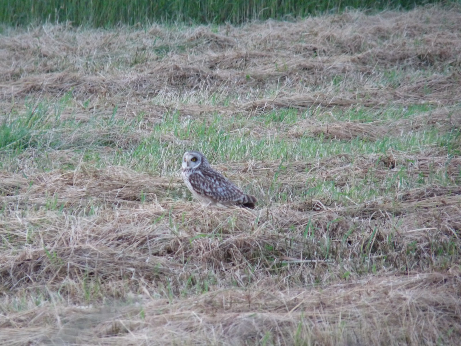 Hibou des marais observé à Lancôme