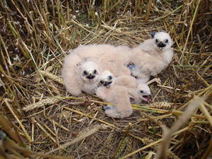 Jeunes busards dans un nid