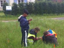 chasse aux auxiliaires de cultures